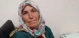Ordu'da inekleri sağlarken boğanın saldırısına uğrayan kadın hayatını kaybetti