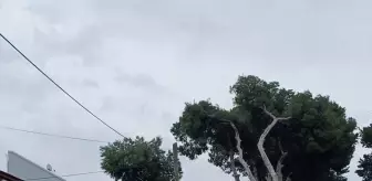 İzmir Çeşme'de kuvvetli rüzgar nedeniyle ağaç devrildi