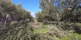 Foça'da zeytin ağaçlarında budama başladı