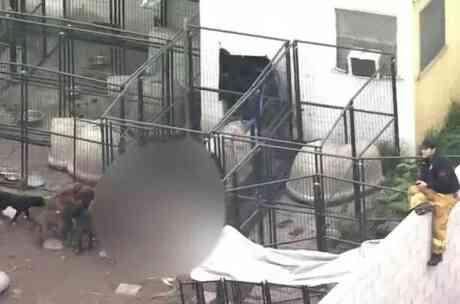 ABD'de bir adam, kendi pitbull köpekleri tarafından parçalanarak öldürüldü