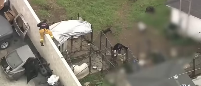 ABD'de bir adam, kendi pitbull köpekleri tarafından parçalanarak öldürüldü