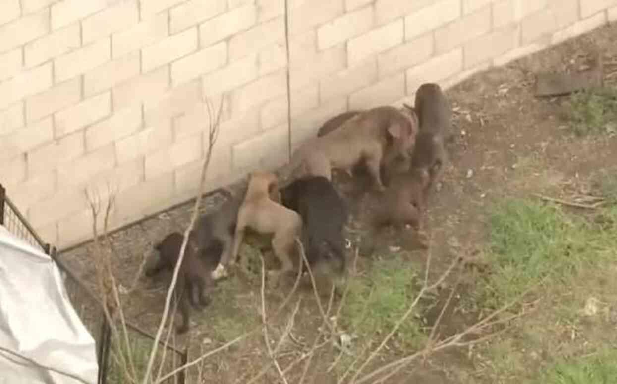 ABD'de bir adam, kendi pitbull köpekleri tarafından parçalanarak öldürüldü