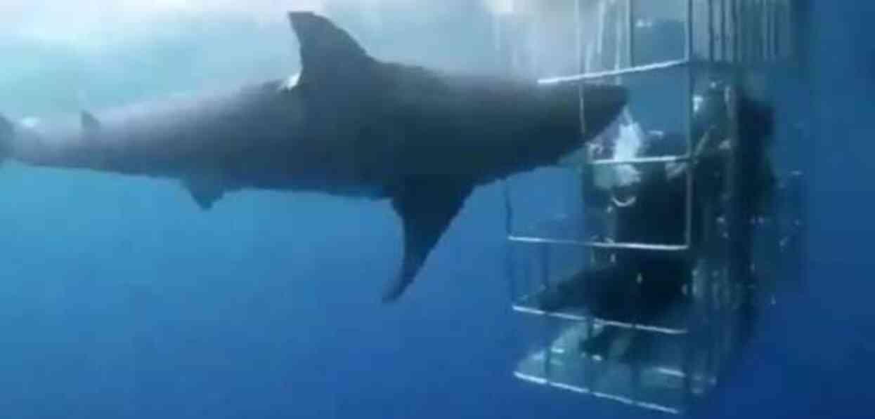 Köpek balığı, içinde iki dalgıcın bulunduğu kafese girmeye çalışırken boynunu keserek öldü