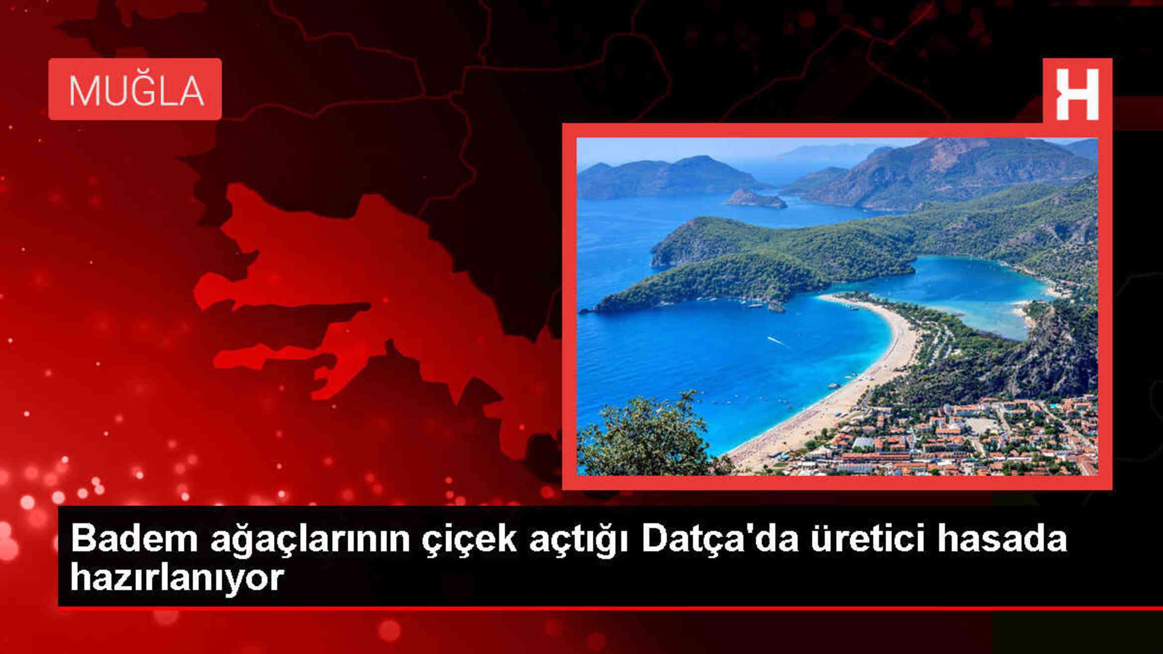 Muğla'nın Datça ilçesinde badem ağaçlarında hasat hazırlığı başladı