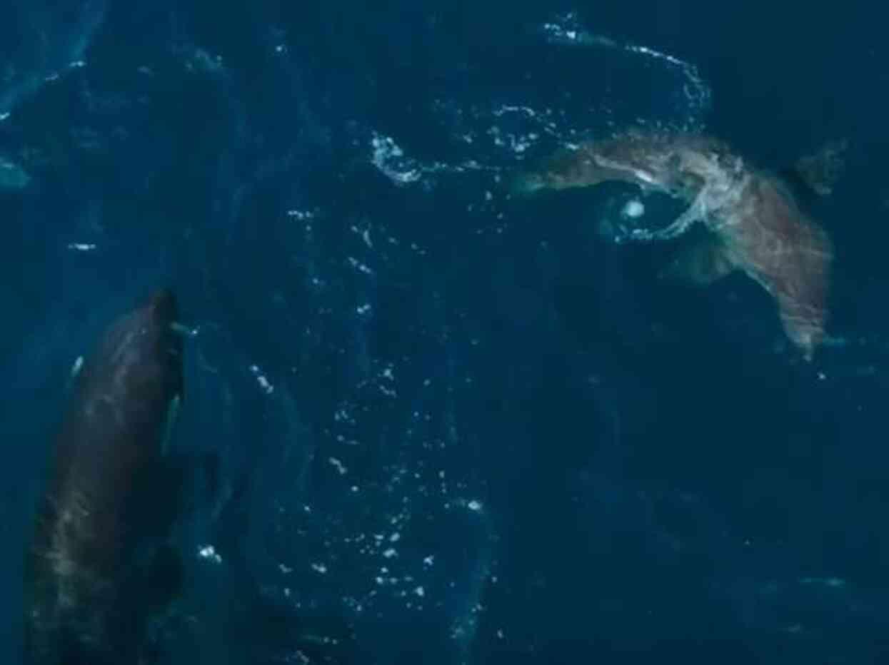 60 Yaşındaki katil balina, dev bir köpek balığını saniyeler içinde öldürdü: Bilim adamaları böyle bir saldırıya ilk kez şahit olduklarını söyledi