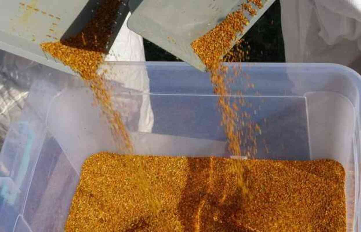 Kilosu bin TL! Arı poleninde hasat başladı Kilosu bin TL! Arı poleninde hasat başladı