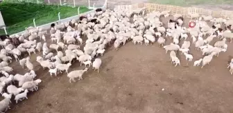 Öğretmenliği bıraktı, köyüne dönüp koyun yetiştiriciliğine başladı