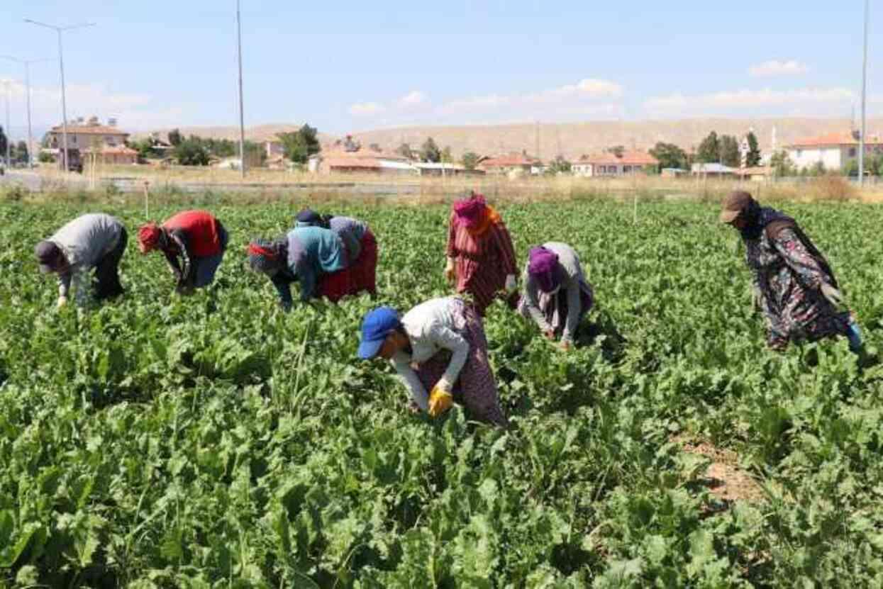 DEVA Partili Ekmen'den mevsimlik tarım işçileri için çağrı: Sorunları çözmek adına tedbirlerinizi alın