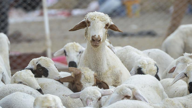 Elazığ'da 100 bin lira maaşla çoban bulunamıyor