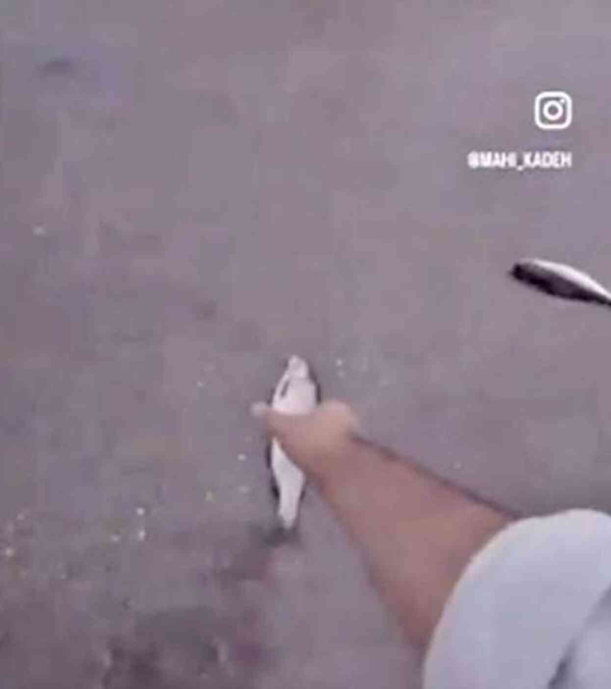 İran yaşanan şiddetli yağış esnasında gökten canlı balık yağdı yağdı İran yaşanan şiddetli yağış esnasında gökten canlı balık yağdı yağdı