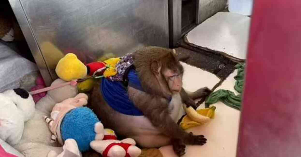 Dünyanın en şişman maymunu Godzilla, sahibinin kollarında hayatını kaybetti