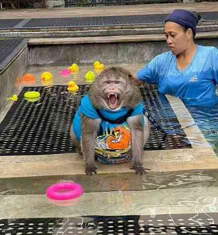 Dünyanın en şişman maymunu Godzilla, sahibinin kollarında hayatını kaybetti