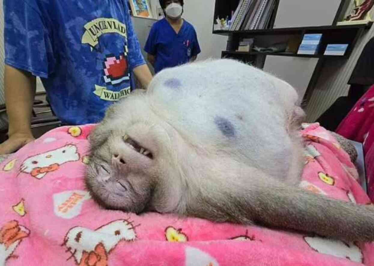 Dünyanın en şişman maymunu Godzilla, sahibinin kollarında hayatını kaybetti