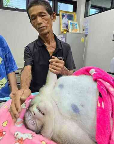 Dünyanın en şişman maymunu Godzilla, sahibinin kollarında hayatını kaybetti