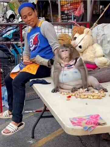 Dünyanın en şişman maymunu Godzilla, sahibinin kollarında hayatını kaybetti