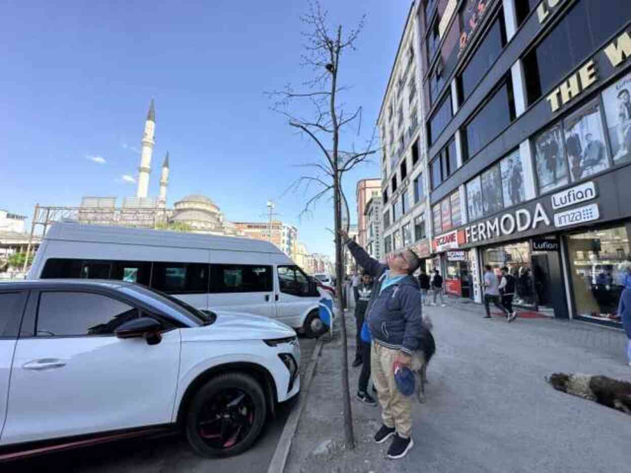 Yolun bir tarafındaki ağaçlar kurudu diğer tarafındakiler yeşillendi Yolun bir tarafındaki ağaçlar kurudu diğer tarafındakiler yeşillendi