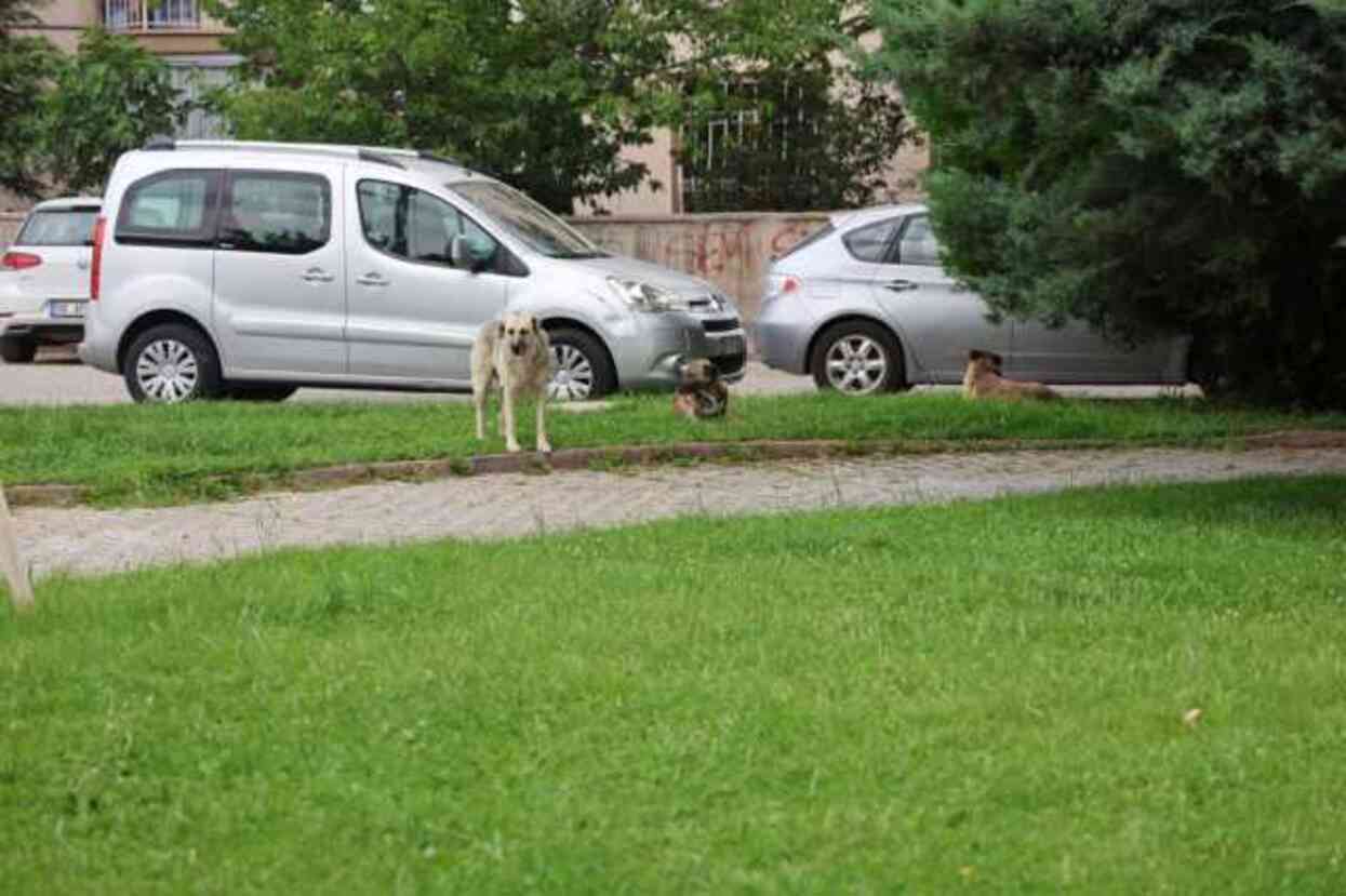 Başıboş köpek sorunu büyüyor! Bu kez parktan geçen genç kıza saldırdılar Başıboş köpek sorunu büyüyor! Bu kez parktan geçen genç kıza saldırdılar