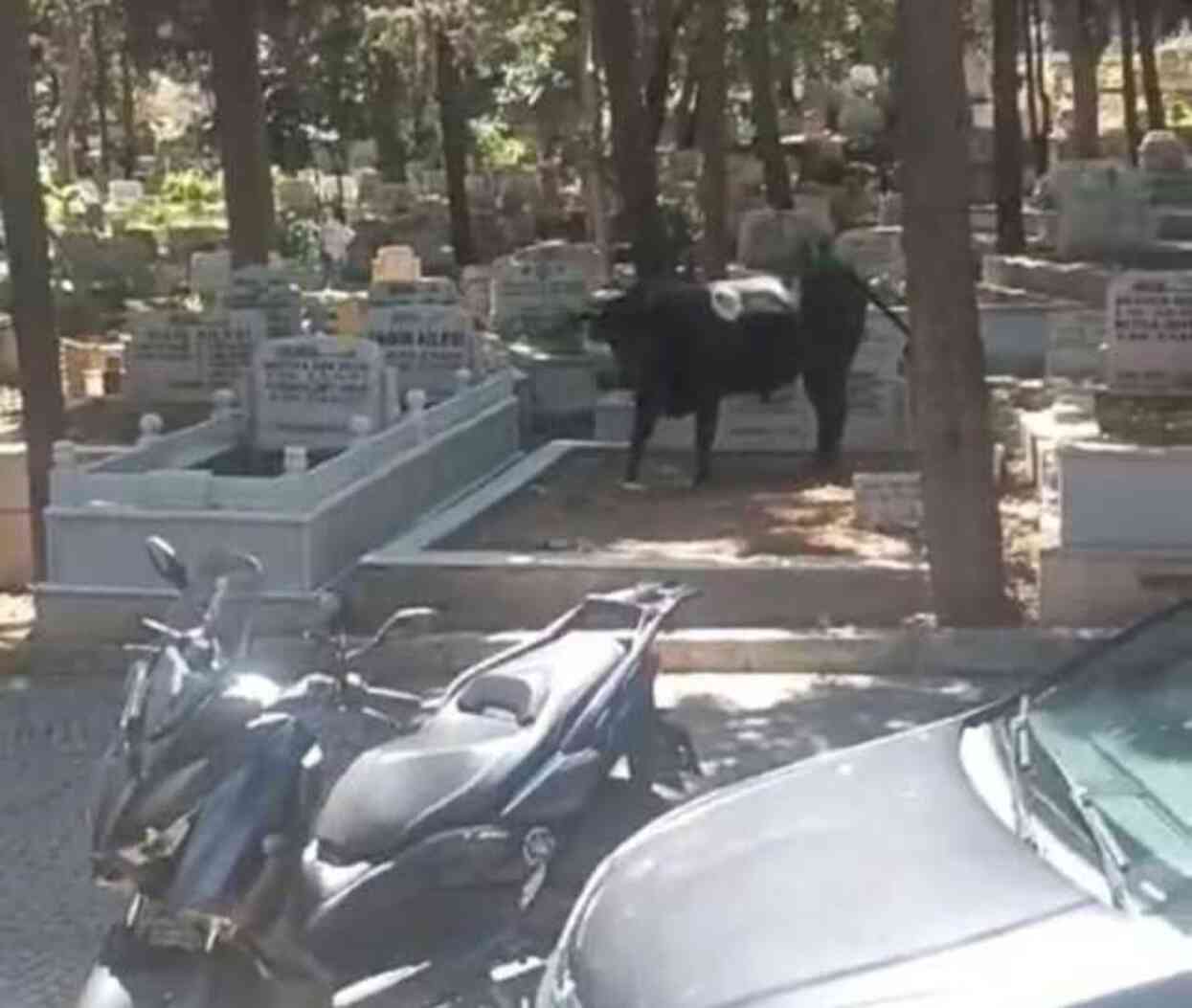 İstanbul'da panik anları! Mezarlığa kaçan kızgın boğa, 2 kişi yaraladı İstanbul'da panik anları! Mezarlığa kaçan kızgın boğa, 2 kişi yaraladı