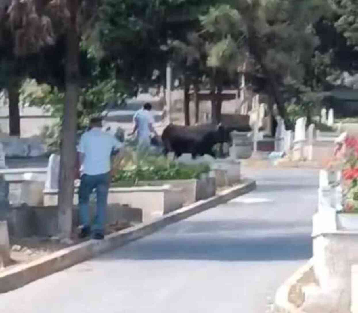 İstanbul'da panik anları! Mezarlığa kaçan kızgın boğa, 2 kişi yaraladı İstanbul'da panik anları! Mezarlığa kaçan kızgın boğa, 2 kişi yaraladı
