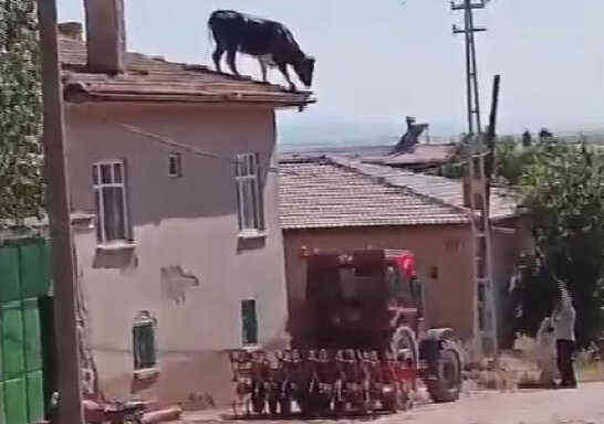 Kaçan boğa binanın çatısına çıktı! Sahipleri bin bir zorlukla yakaladı Kaçan boğa binanın çatısına çıktı! Sahipleri bin bir zorlukla yakaladı