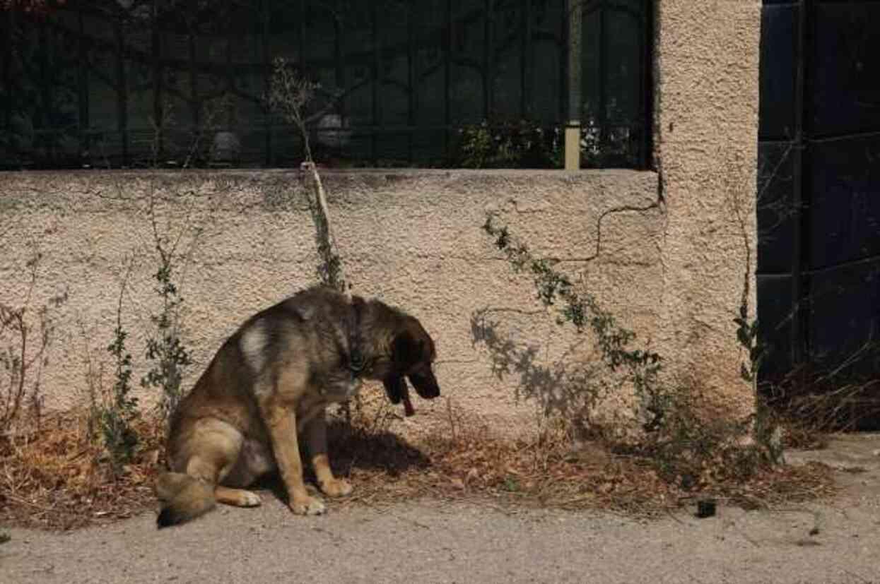 Komşuda yangın paniği! Alevler başkent Atina'yı tehdit ediyor