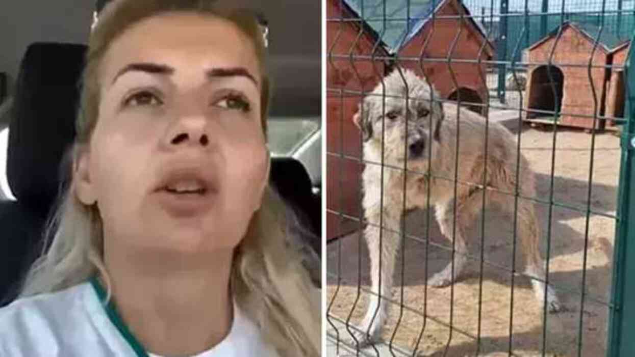 Kuduz köpekleri Ankara'ya getiren Buket Özgünlü'nün duruşmasında muhabire çirkin tehdit: Bunu geçen dövdük, akıllanmadı Kuduz köpekleri Ankara'ya getiren Buket Özgünlü'nün duruşmasında muhabire çirkin tehdit: Bunu geçen dövdük, akıllanmadı