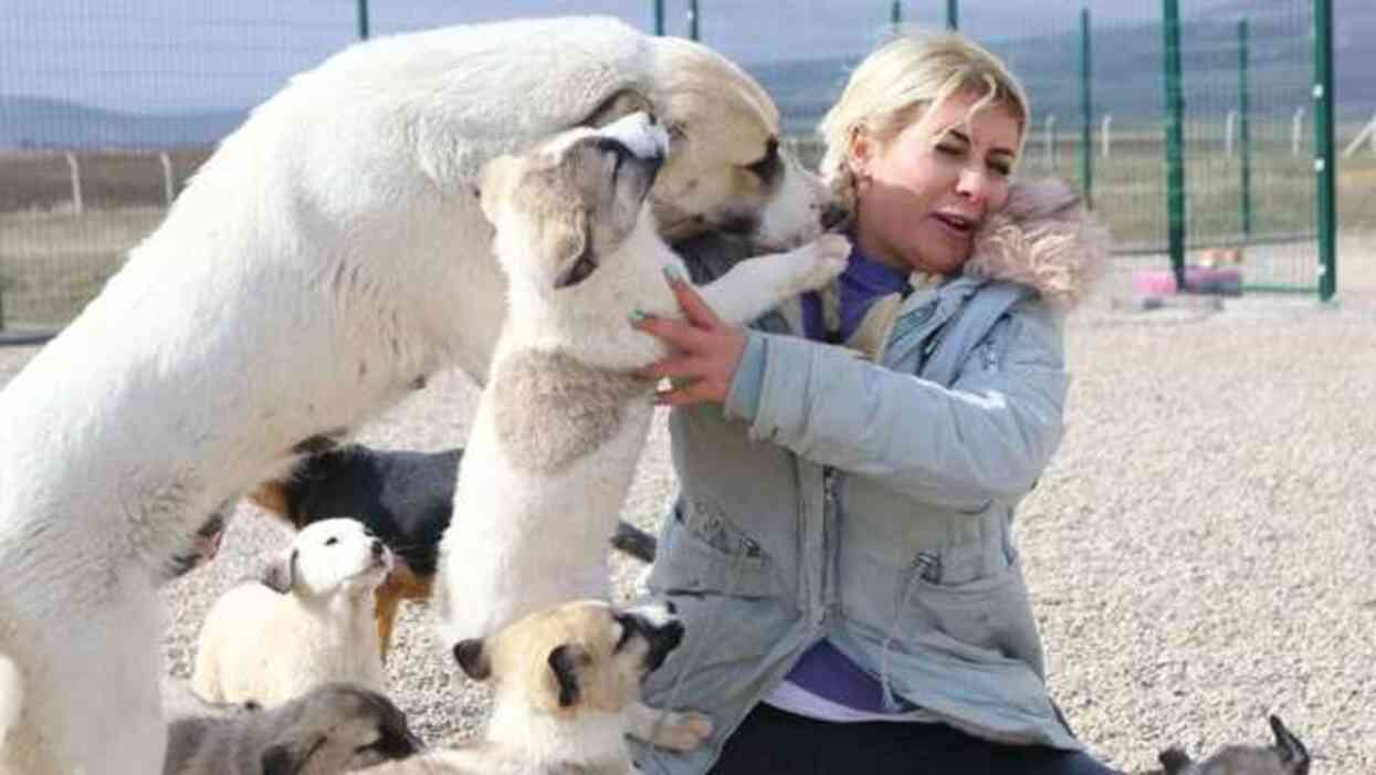 Kuduz köpekleri Ankara'ya getiren Buket Özgünlü'nün duruşmasında muhabire çirkin tehdit: Bunu geçen dövdük, akıllanmadı Kuduz köpekleri Ankara'ya getiren Buket Özgünlü'nün duruşmasında muhabire çirkin tehdit: Bunu geçen dövdük, akıllanmadı