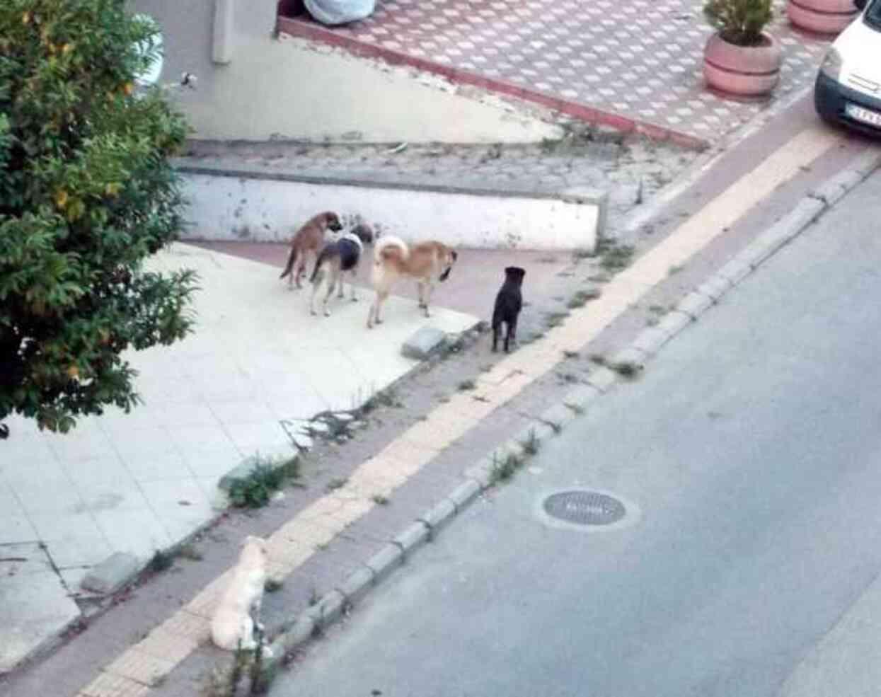 Samsun'da başıboş köpek istilası! Yoldan geçenlere saldırıp sokak sakinlerini uyutmuyorlar