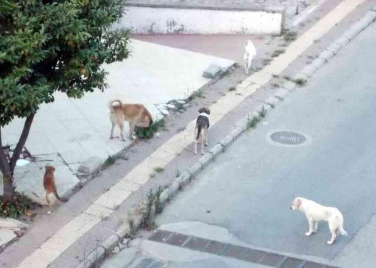 Samsun'da başıboş köpek istilası! Yoldan geçenlere saldırıp sokak sakinlerini uyutmuyorlar