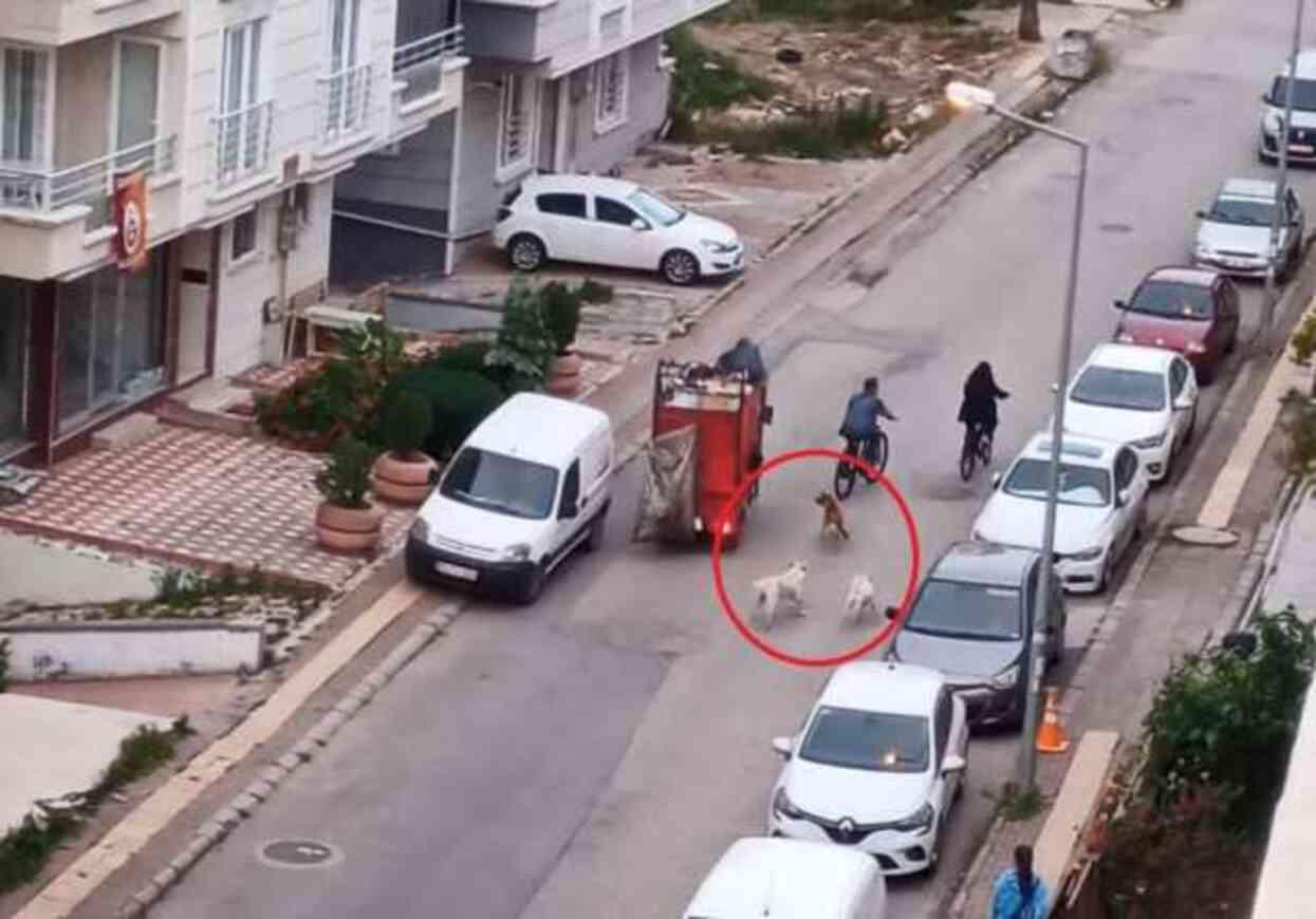 Samsun'da başıboş köpek istilası! Yoldan geçenlere saldırıp sokak sakinlerini uyutmuyorlar