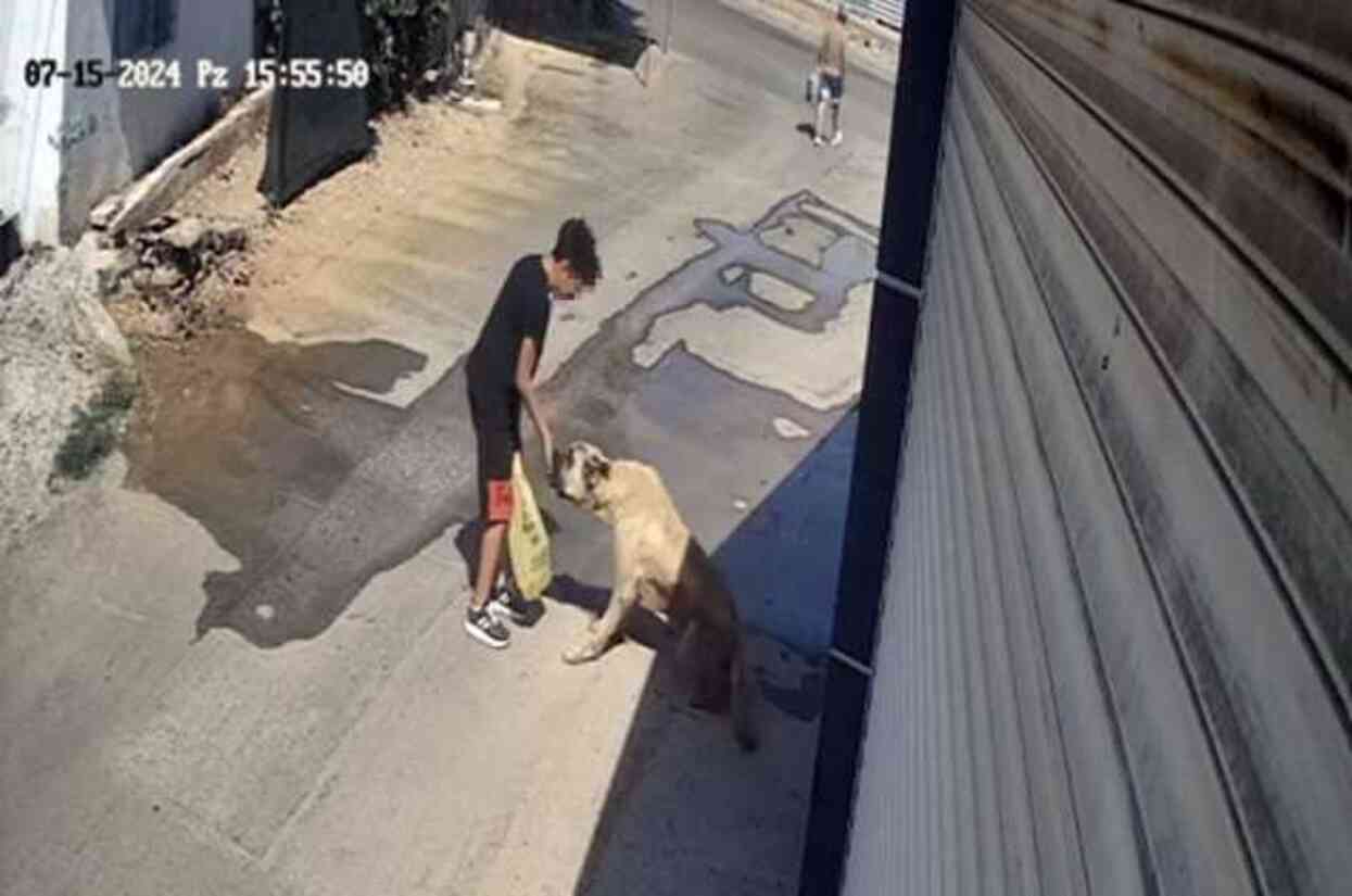 Sokak köpeği, kendisine mama veren küçük çocuğa saldırdı Sokak köpeği, kendisine mama veren küçük çocuğa saldırdı