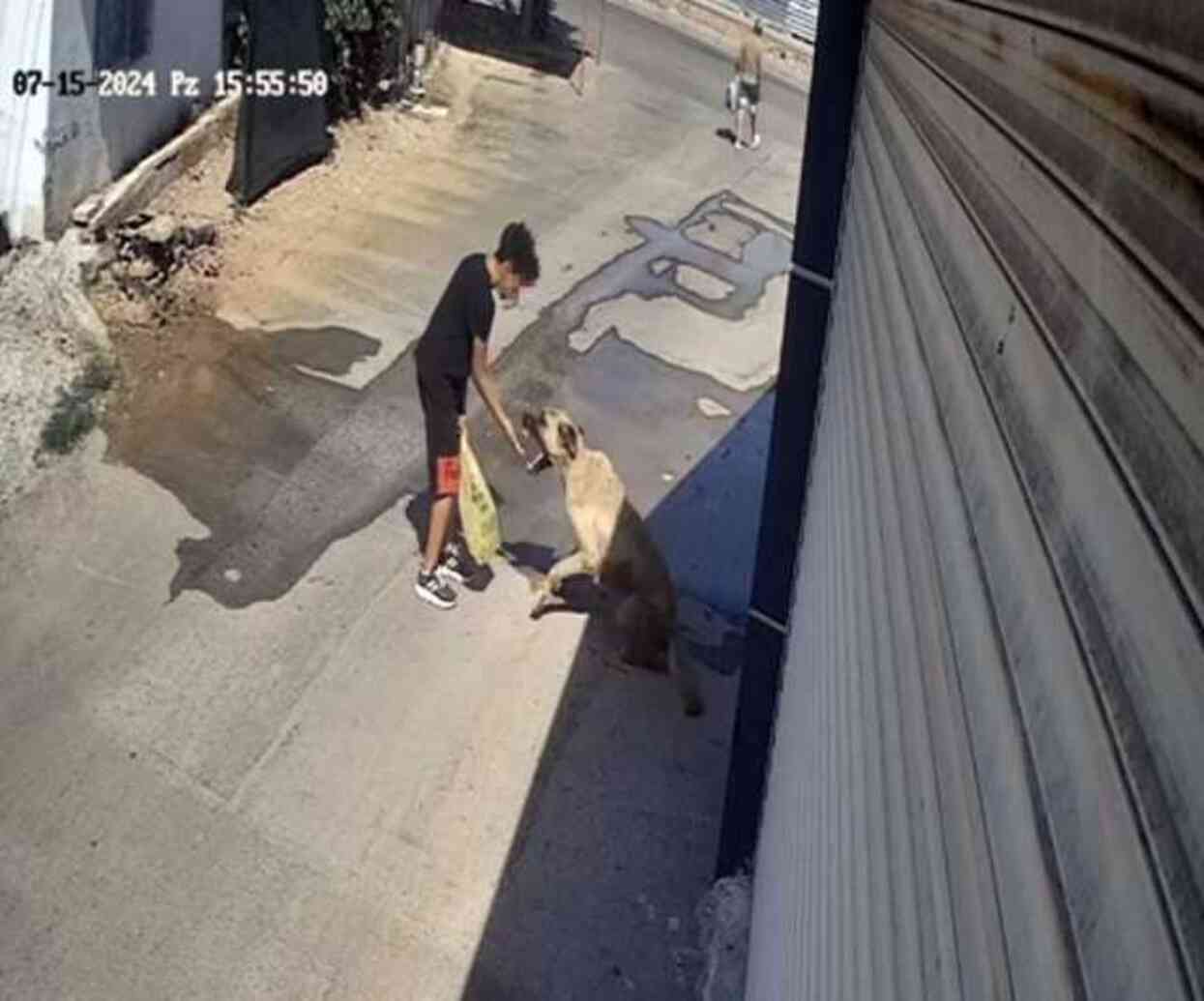 Sokak köpeği, kendisine mama veren küçük çocuğa saldırdı Sokak köpeği, kendisine mama veren küçük çocuğa saldırdı
