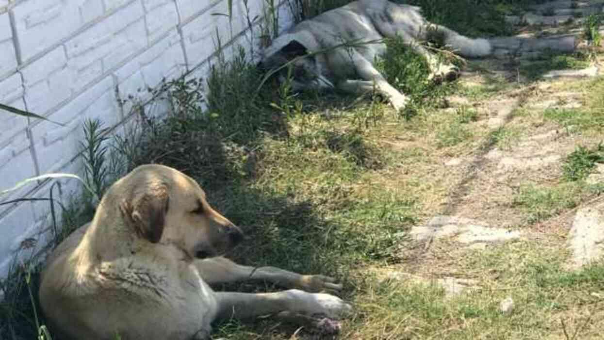 Sokak köpeklerine yönelik düzenlemede 'ötanazi' kelimesi çıkarılıyor