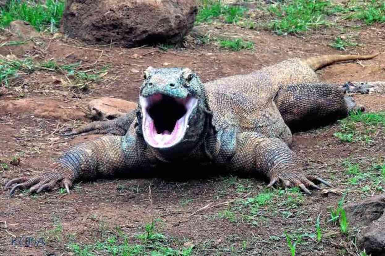 Bilim insanlarından Komodo ejderleriyle ilgili şaşırtan keşif