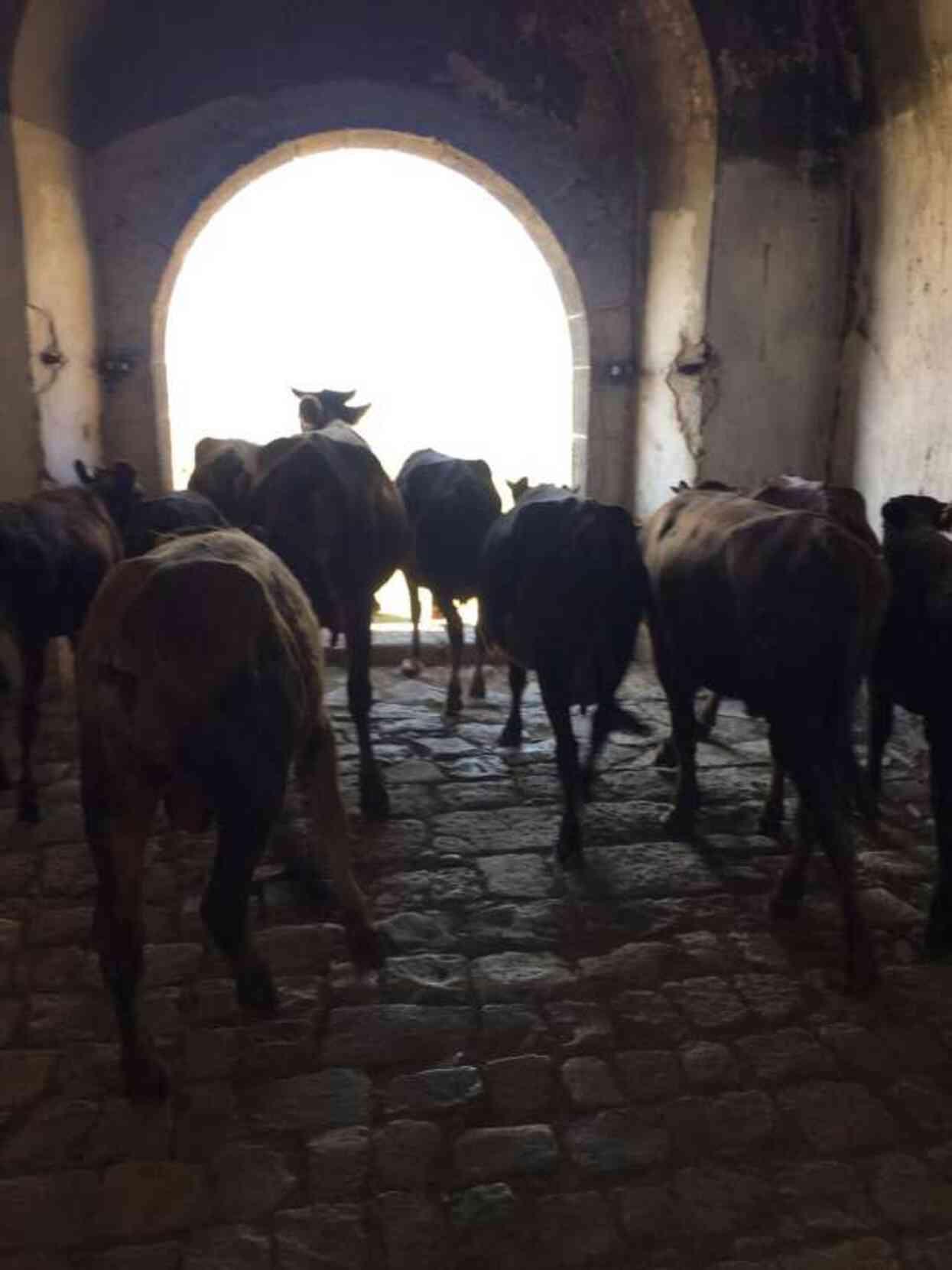 Ecdadın kemiklerini sızlatan görüntü! Tarihi Mecidiye Tabyası, ahıra döndü