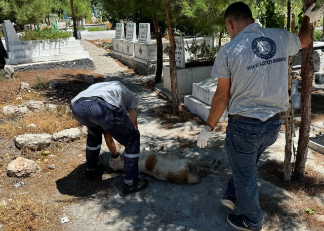 Düzenleme TBMM'den geçti, başıboş köpekleri ilk toplayan DEM Partili Silvan belediyesi oldu