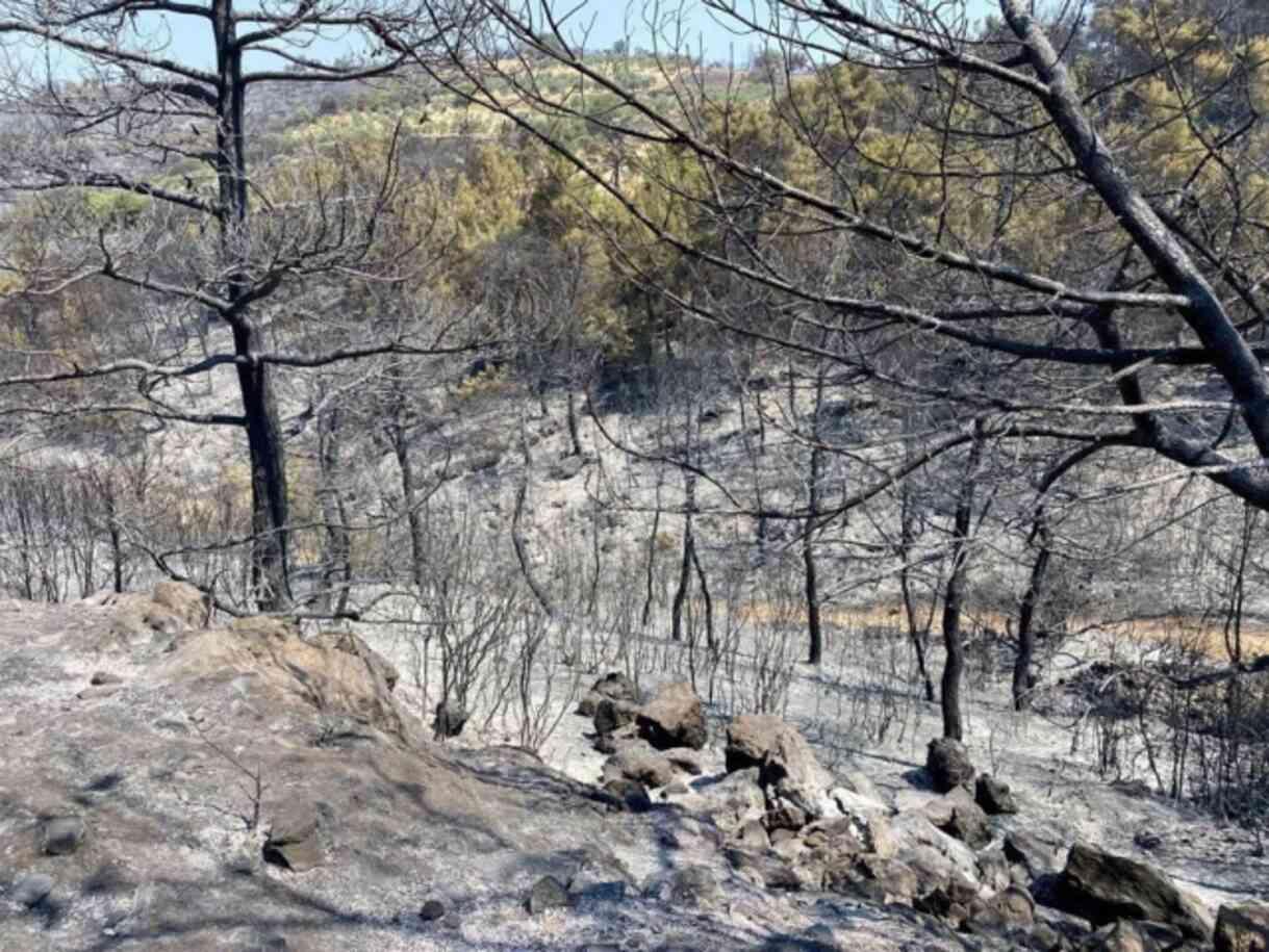 Manisa ve Uşak'taki orman yangınları kontrol altına alındı