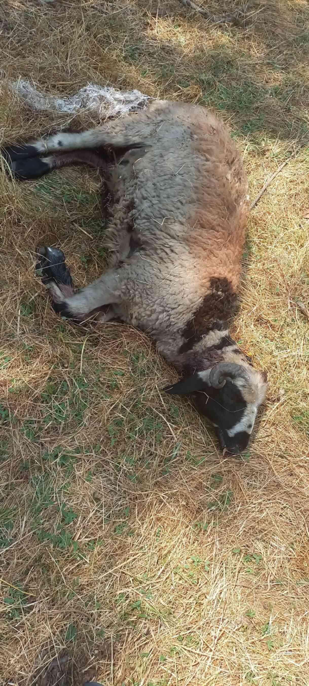 Başıboş sokak köpekleri ağıla saldırdı: 19 koyun telef oldu