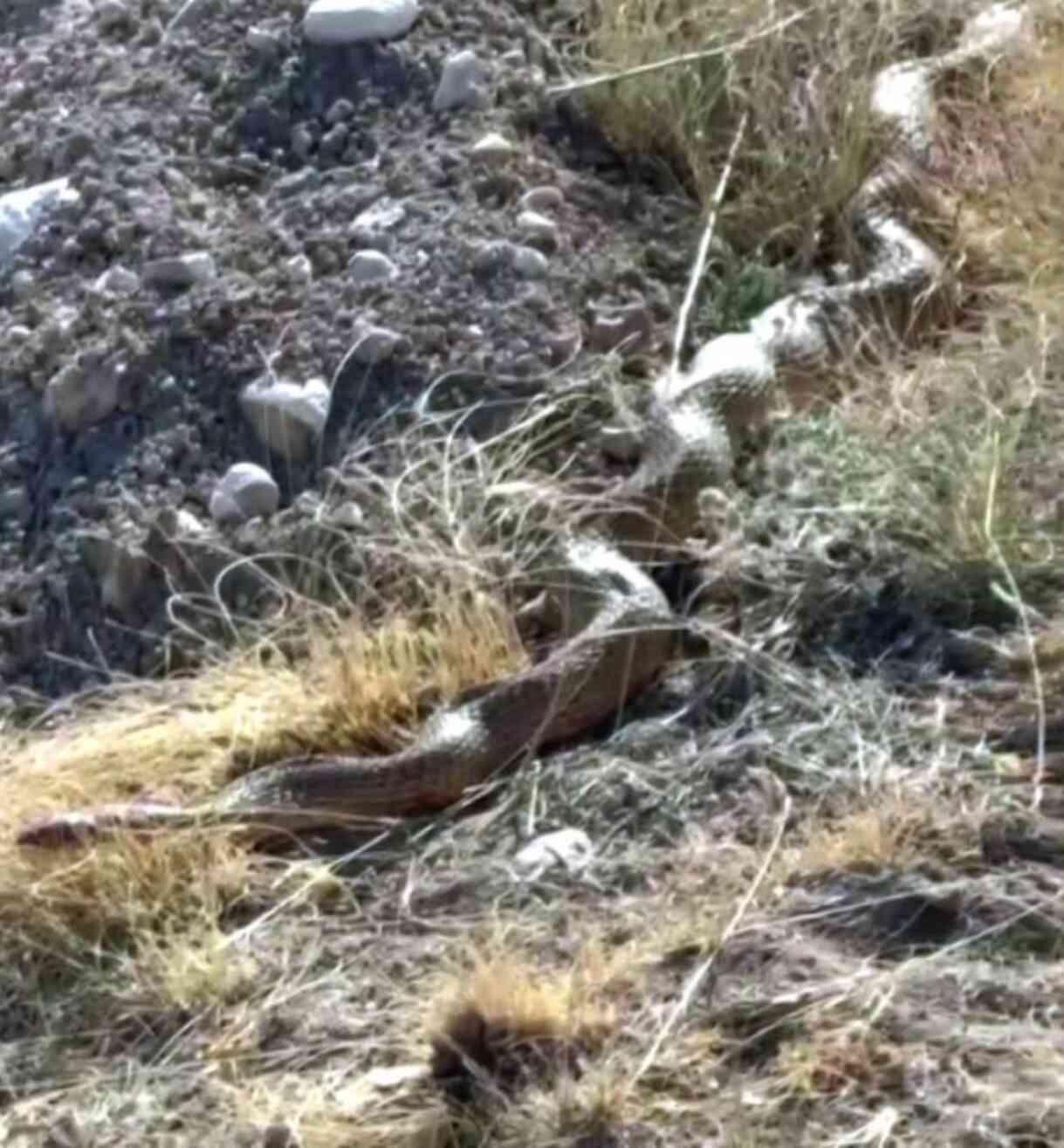 En son 26 yıl önce görülmüş! Sivas'ta kayda alınan dev yılan büyük paniğe neden oldu