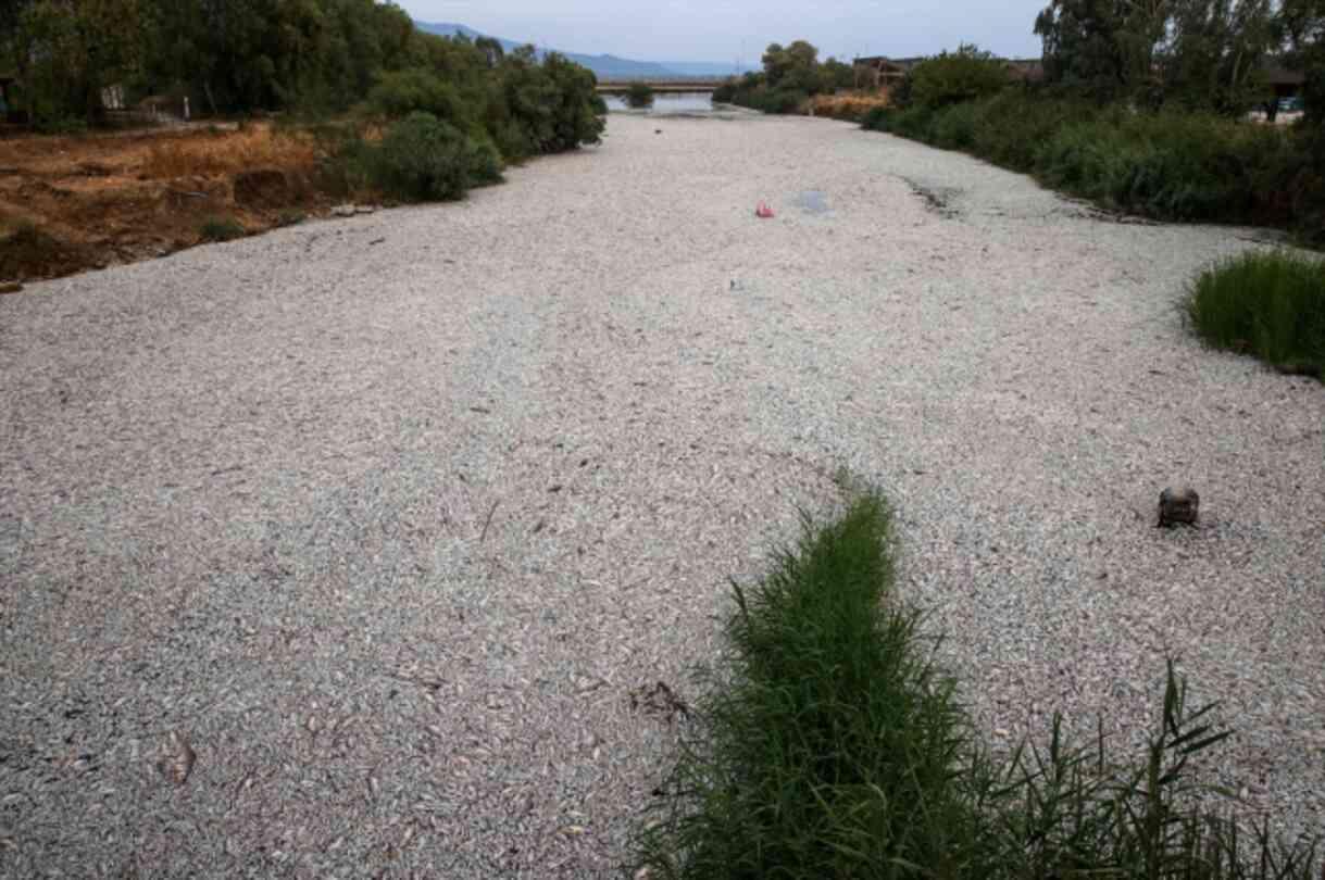 Tonlarca ölü balık deniz yüzeyini kapladı, OHAL ilan edildi