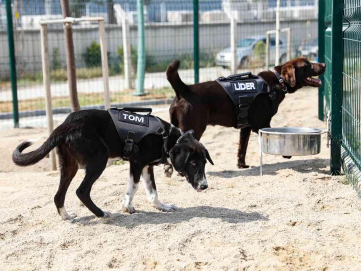 Erdal Beşikçioğlu, eğitimleri tamamlanan 5 sokak köpeğini belediye bünyesine aldı