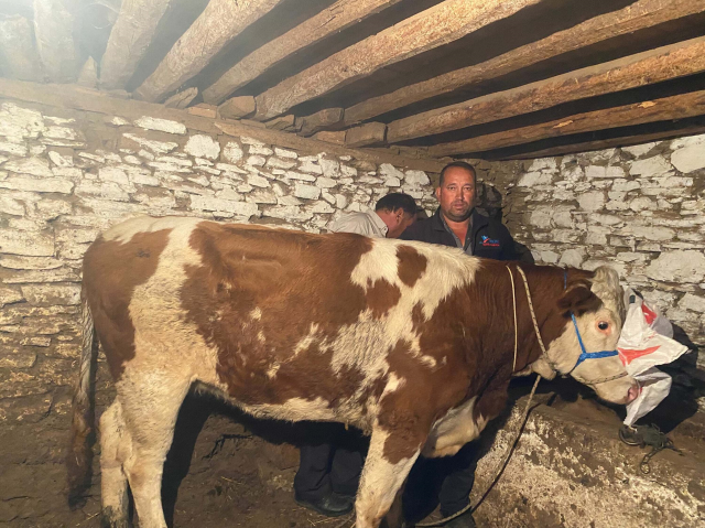 Manisa'da çiftlikten kaçan inek o ilde ortaya çıktı Manisa'da çiftlikten kaçan inek o ilde ortaya çıktı