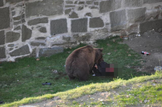 Gittiği hayvanat bahçesinde ayı saldırısına uğrayan adam ağır yaralandı