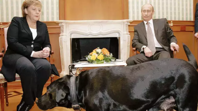 Putin'den Merkel'e 17 yıl sonra 'köpek özrü' geldi