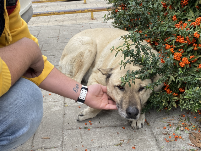 Sokak köpeği, kendisini besleyen kişinin dükkanına tavuk budu bıraktı