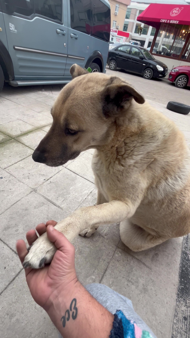 Sokak köpeği, kendisini besleyen kişinin dükkanına tavuk budu bıraktı