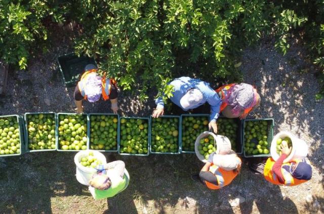 'Limon suyu' görünümlü ürünlerin satışı yasaklandı