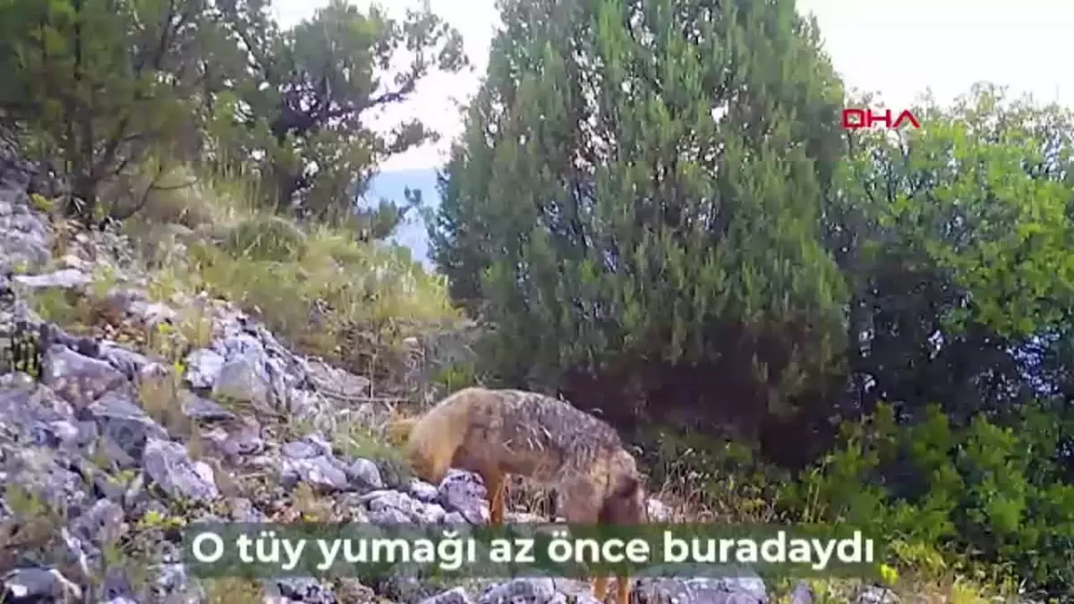 Fotokapanlarda Yaban Hayatının Eğlenceli Anları Son Dakika