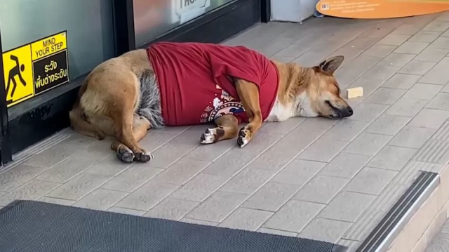 Sadık köpek, aylar önce ölen sahibinin gelmesini bekliyor