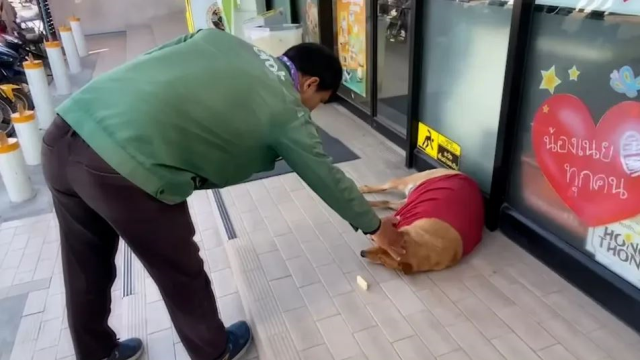 Sadık köpek, aylar önce ölen sahibinin gelmesini bekliyor